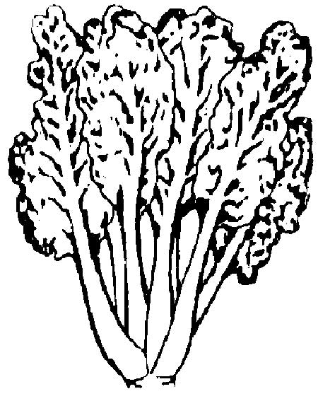 Swiss Chard